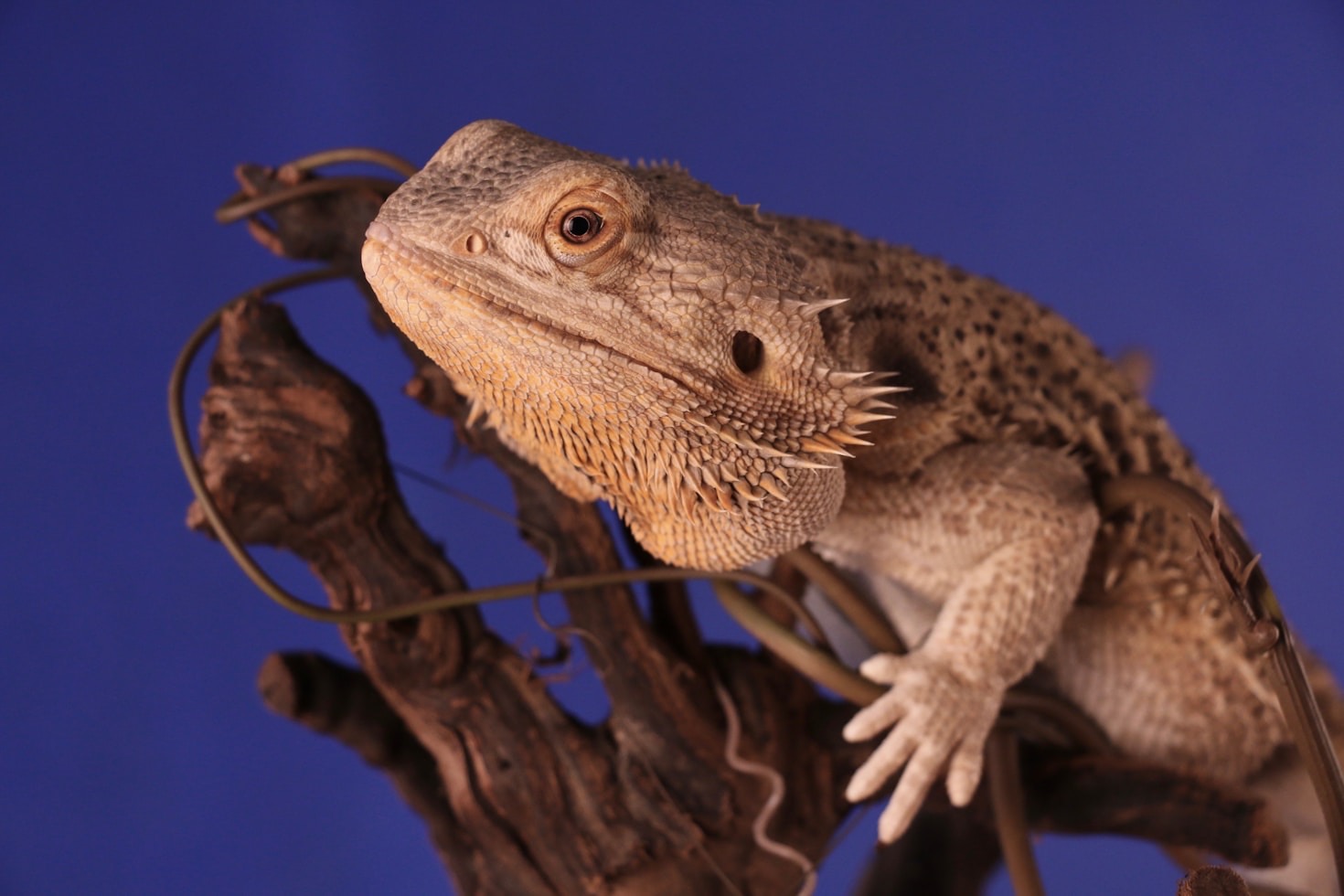 The Art and Science of Bearded Dragon Breeding