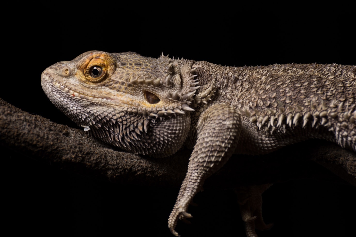 Unveiling the Beauty of Citrus Morph Bearded Dragons