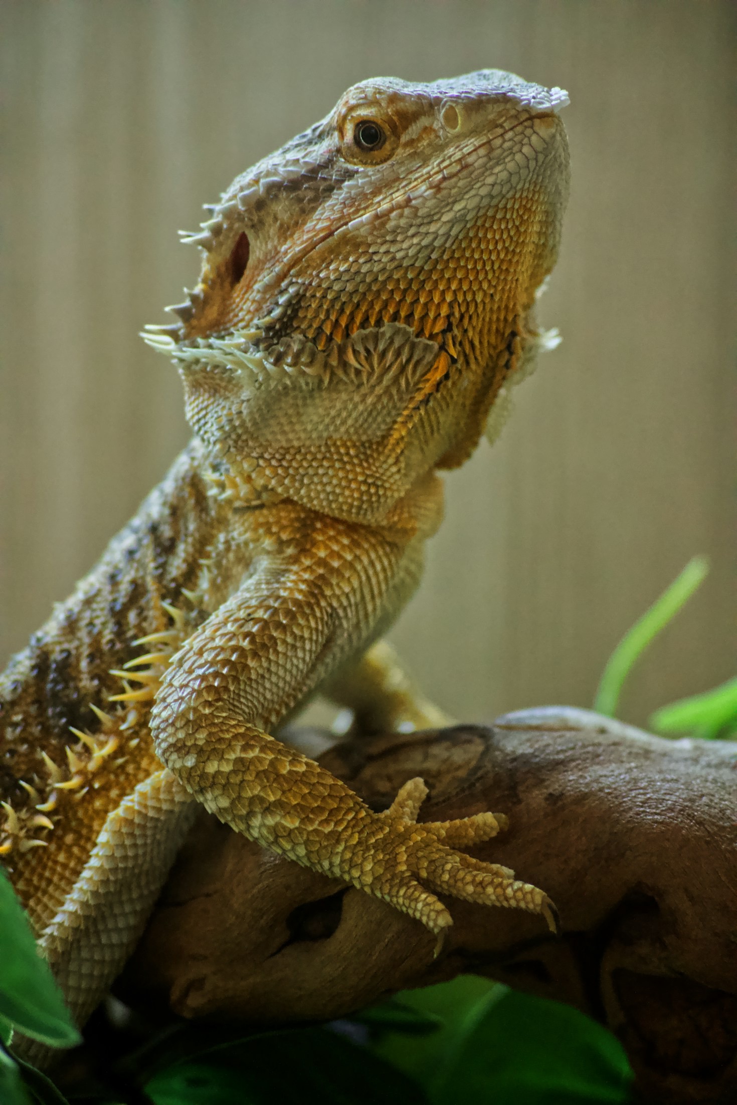 The Genetics Behind Vibrant Bearded Dragon Colors