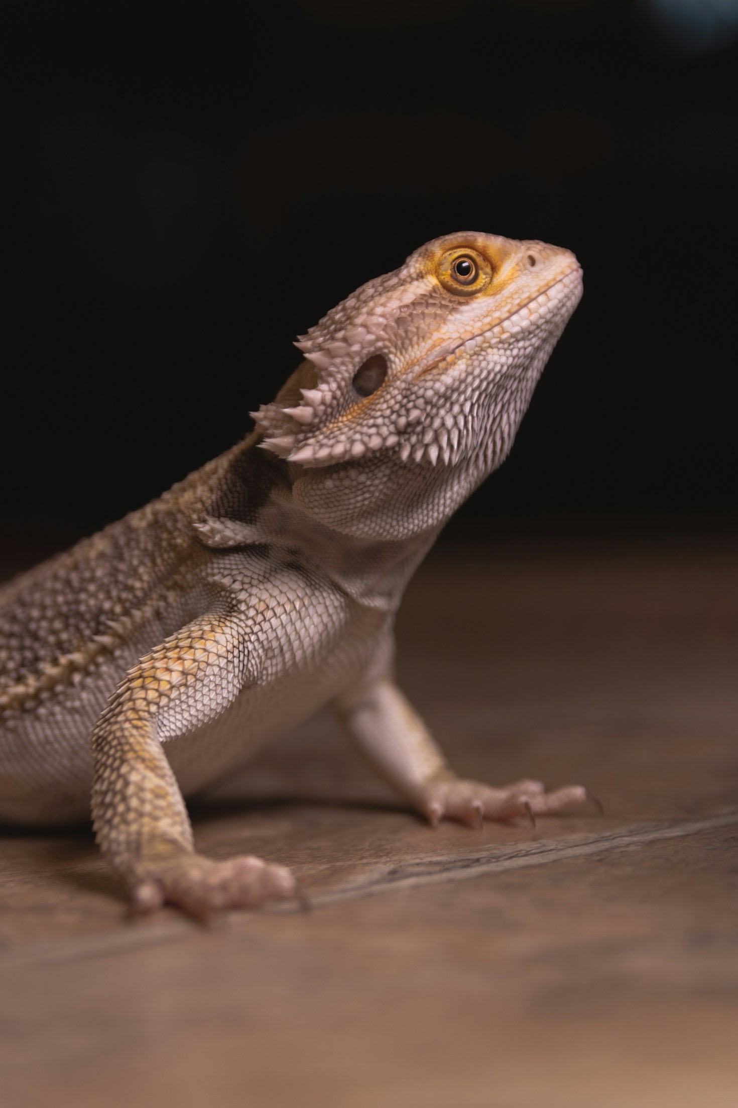 Top Tips for Choosing the Right Bearded Dragon