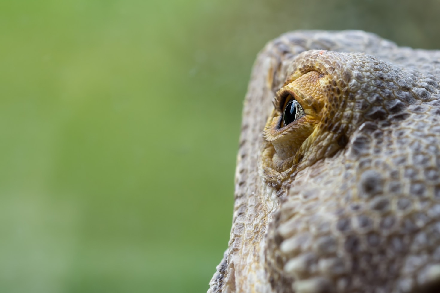 Why Red Orchard Dragons Stands Out in Breeding Excellence